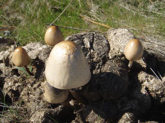 Pilz